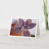 Graptopetalum Paraguayense, Succulente Geestplant Kaart (Voorkant)