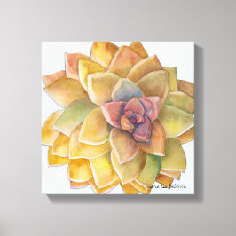 Graptopetalum Waterverf door Debra Lee Baldwin Canvas Afdruk