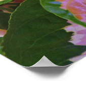 Graptophyllum Pictum Rosea Variegata Poster (Hoek)