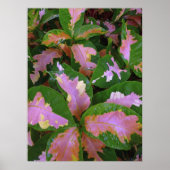 Graptophyllum Pictum Rosea Variegata Poster (Voorkant)