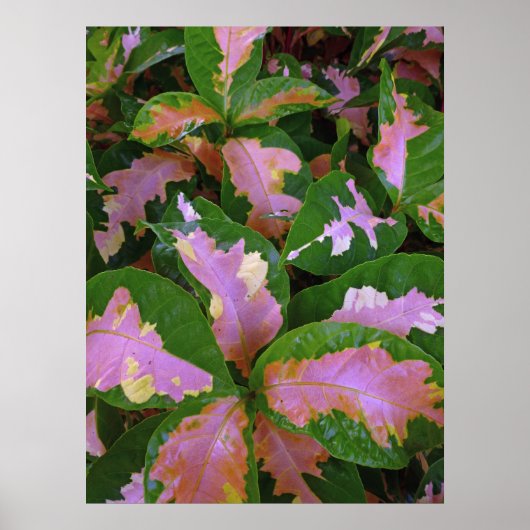 Graptophyllum Pictum Rosea Variegata Poster (Voorkant)