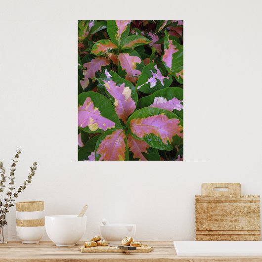 Graptophyllum Pictum Rosea Variegata Poster (Keuken)