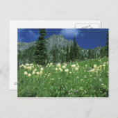 gras bij het meer van Eunice, Mt. Rainier NP, WA; Briefkaart (Voorkant / Achterkant)