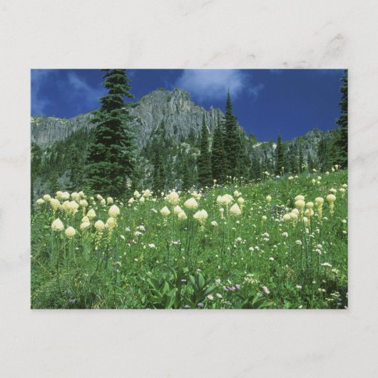 gras bij het meer van Eunice, Mt. Rainier NP, WA; Briefkaart (Voorkant)