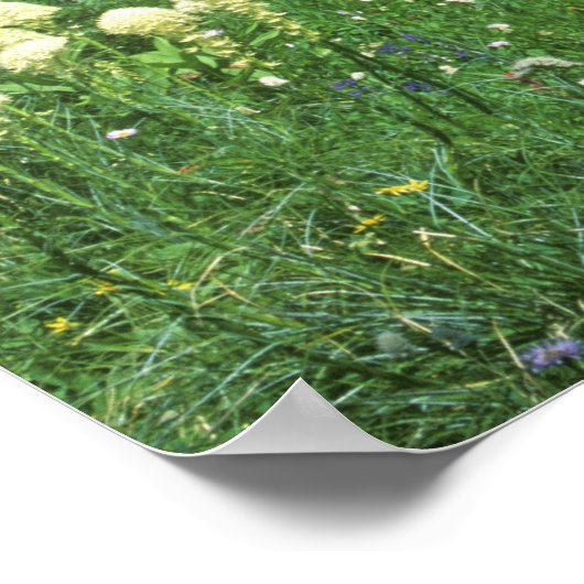 gras bij het meer van Eunice, Mt. Rainier NP, WA; Poster (Hoek)