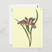 Gras Blad Vlag Iris Illustratie Briefkaart (Voorkant / Achterkant)