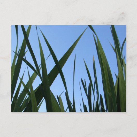 Gras Briefkaart (Voorkant)