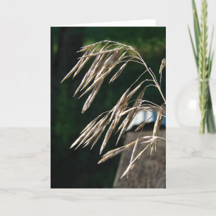 Gras is naar zaad gegaan kaart
