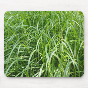 gras muismat