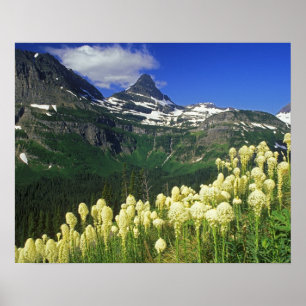 gras op Logan Pass in Glacier National Park Poster