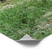 gras op paden poster (Hoek)