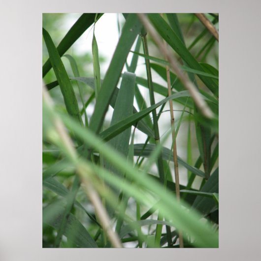 Gras Poster (Voorkant)