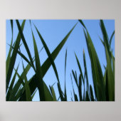 Gras Poster (Voorkant)