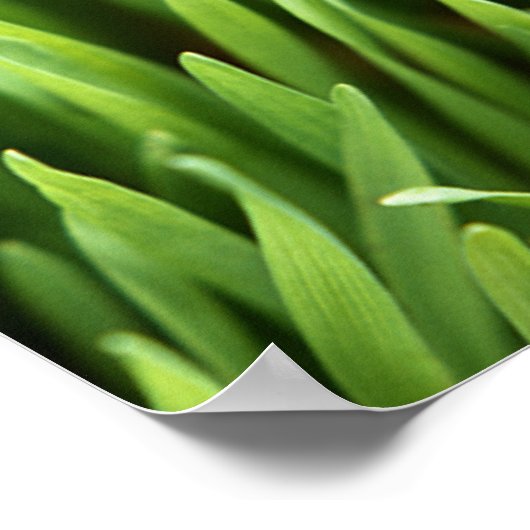 Gras Poster (Hoek)