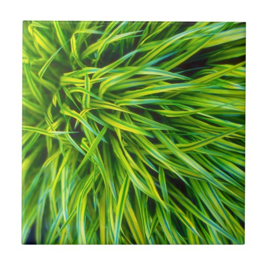Gras Tegeltje (Voorkant)