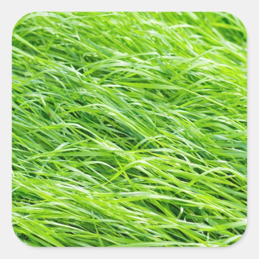 Gras Vierkante Sticker (Voorkant)