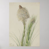 gras (Xerophyllum tenax) Poster (Voorkant)