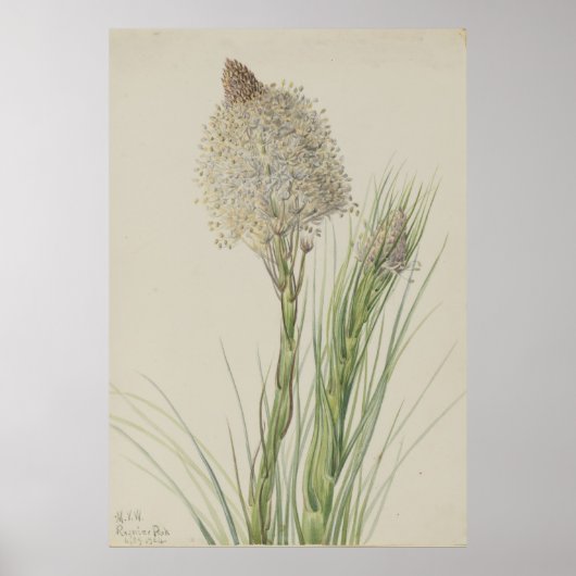 gras (Xerophyllum tenax) Poster (Voorkant)