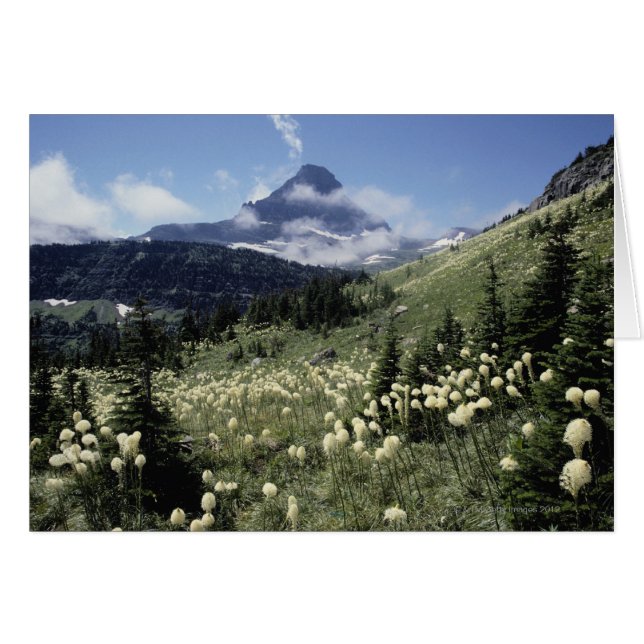 gras (Yucca spp.) (Voorkant Horizontaal)
