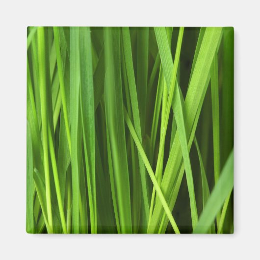 Grasblades Magneet (Voorkant)