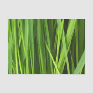 Grasblades Tissuepapier
