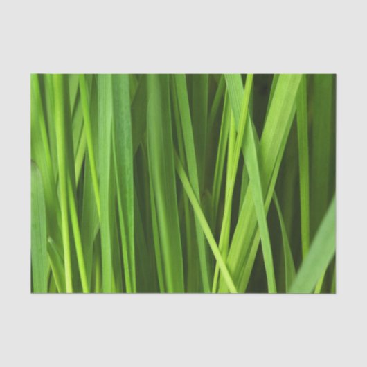 Grasblades Tissuepapier (Voorkant)