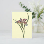 Grasbladige Lis Iris Illustratie Briefkaart (Staand voorkant)
