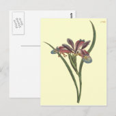 Grasbladige Lis Iris Illustratie Briefkaart (Voorkant / Achterkant)