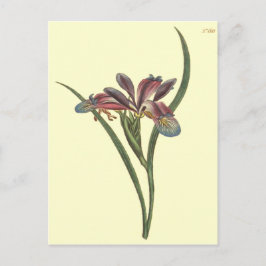 Grasbladige Lis Iris Illustratie Briefkaart