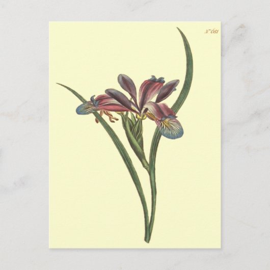Grasbladige Lis Iris Illustratie Briefkaart (Voorkant)
