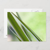 Gräser Briefkaart (Voorkant / Achterkant)