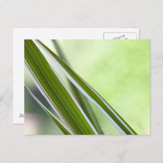 Gräser Briefkaart (Voorkant / Achterkant)