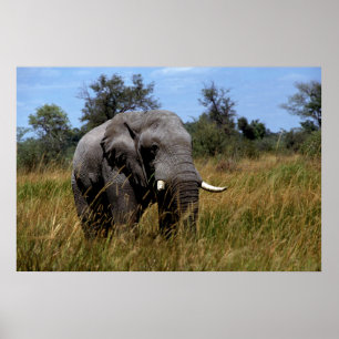 Grasland met grijze olifant poster
