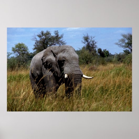 Grasland met grijze olifant poster (Voorkant)