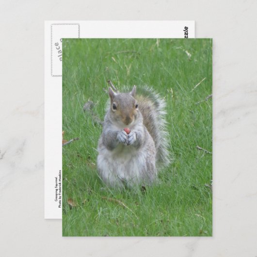 Graspekhoorn Briefkaart (Voorkant / Achterkant)