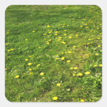 Grass and Dandelions Sticker