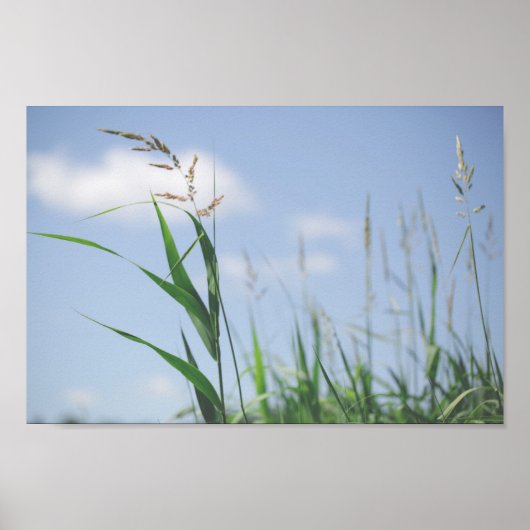 Grass Blue Sky Field Meadow Natuur Poster (Voorkant)
