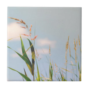 Grass Blue Sky Field Meadow Natuur Tegeltje