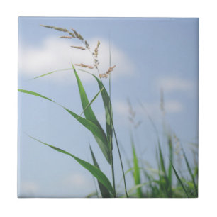 Grass Blue Sky Field Meadow Natuur Tegeltje