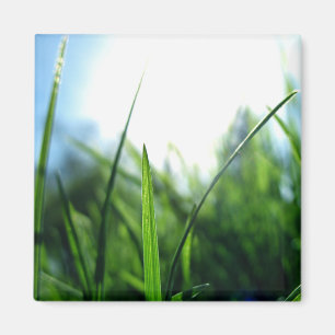 Grass & Blue sky Magneet