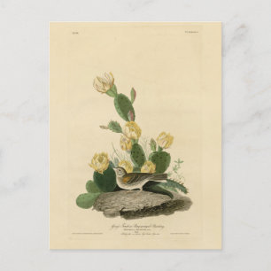 Grass Finch, Bay-winged Bunting of Vesper Sparrow Briefkaart