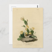 Grass Finch, Bay-winged Bunting of Vesper Sparrow Briefkaart (Voorkant / Achterkant)