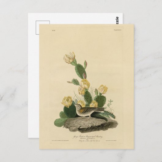 Grass Finch, Bay-winged Bunting of Vesper Sparrow Briefkaart (Voorkant / Achterkant)