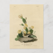 Grass Finch, Bay-winged Bunting of Vesper Sparrow Briefkaart (Voorkant)