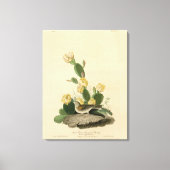 Grass Finch, Bay-winged Bunting of Vesper Sparrow Canvas Afdruk (Voorkant)