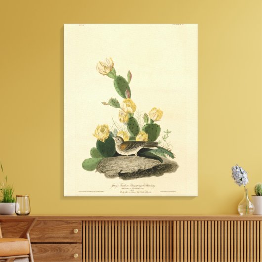 Grass Finch, Bay-winged Bunting of Vesper Sparrow Canvas Afdruk (Insitu (Woonkamer))