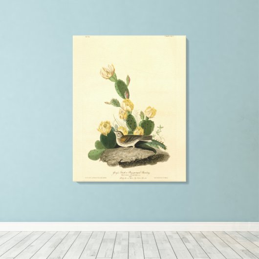 Grass Finch, Bay-winged Bunting of Vesper Sparrow Canvas Afdruk (Insitu (Houten vloer))