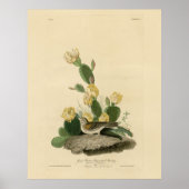 Grass Finch, Bay-winged Bunting of Vesper Sparrow Poster (Voorkant)