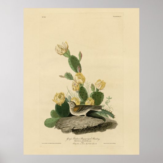 Grass Finch, Bay-winged Bunting of Vesper Sparrow Poster (Voorkant)