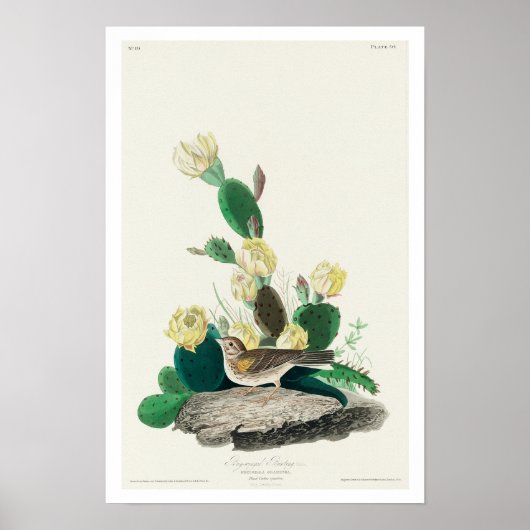 Grass Finch of Bay-winged Bunting door Audubon Poster (Voorkant)